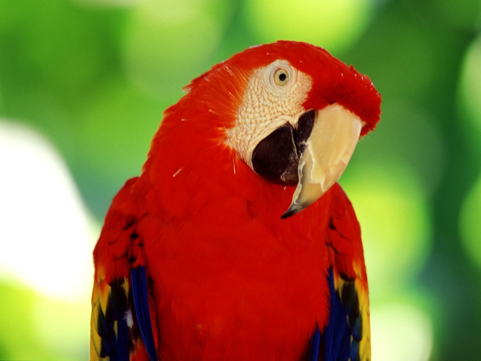 El loro que pide libertad